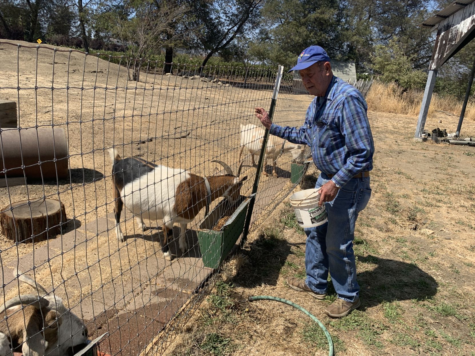 The goats of Linda Vista
